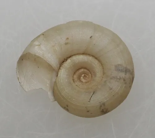 White Ramshorn - photo 3