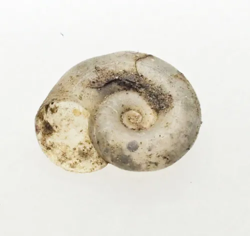 White Ramshorn - photo 4