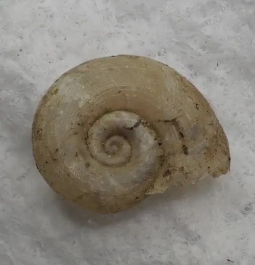 White Ramshorn - photo 5