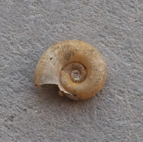 White Ramshorn - photo 6