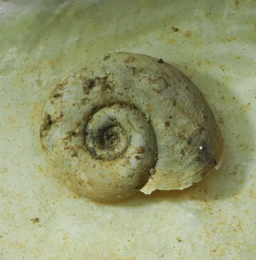 White Ramshorn - photo 7