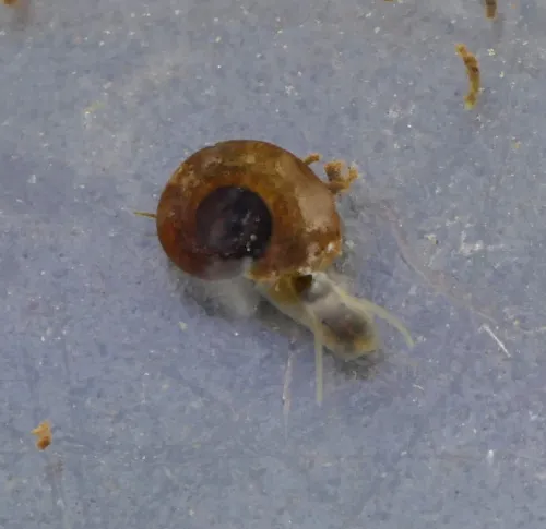 White Ramshorn - photo 8