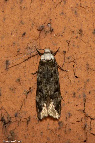 White-shouldered House-moth - Endrosis sarcitrella