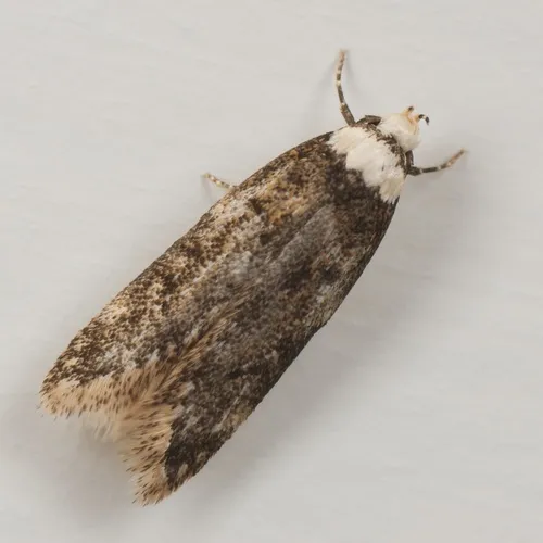 White-shouldered House-moth - photo 4