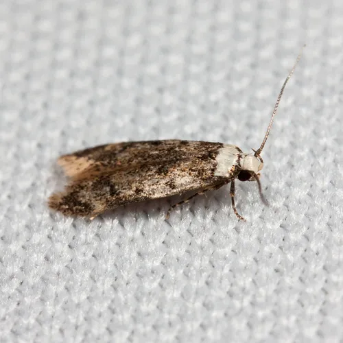White-shouldered House-moth - photo 5