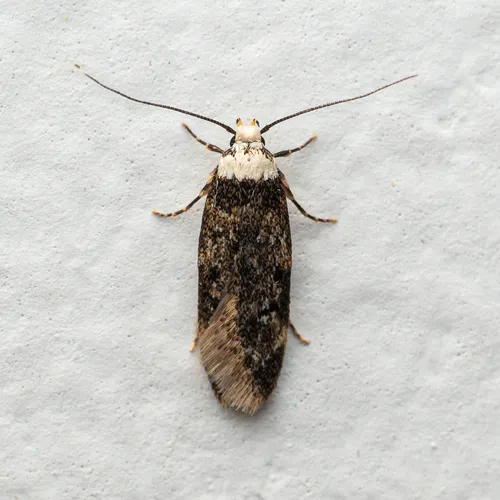 White-shouldered House-moth - photo 6