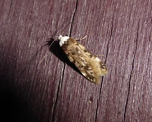 White-shouldered House-moth - photo 7