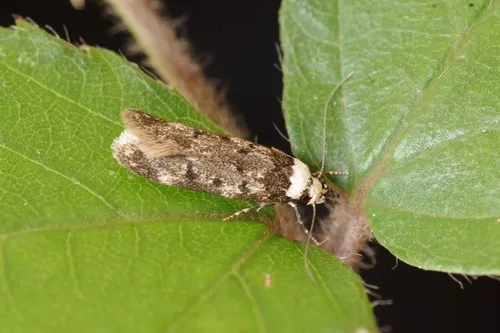 White-shouldered House-moth - photo 8