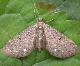 White-spotted Pug - Eupithecia tripunctaria