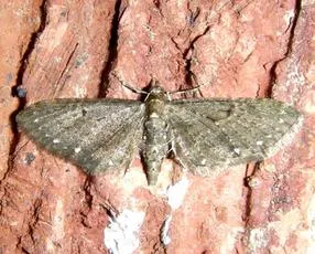 White-spotted Pug - photo 2