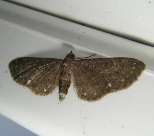 White-spotted Pug - photo 3