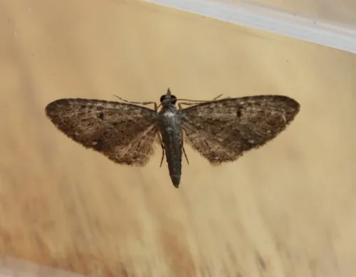 White-spotted Pug - photo 4