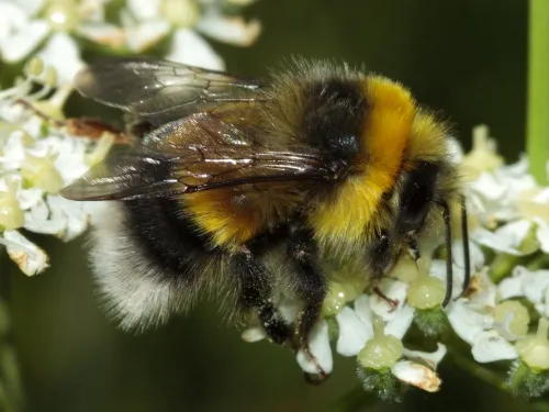 White-tailed Bumblebee - Bombus lucorum agg.