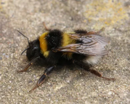 White-tailed Bumblebee - photo 2