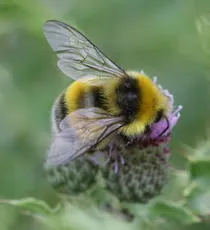 White-tailed Bumblebee - photo 3