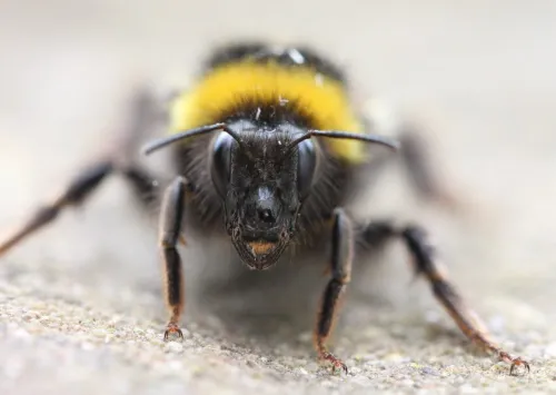 White-tailed Bumblebee - photo 4