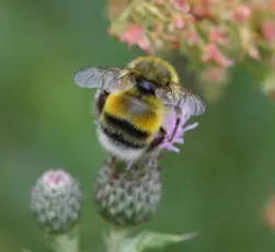 White-tailed Bumblebee - photo 5