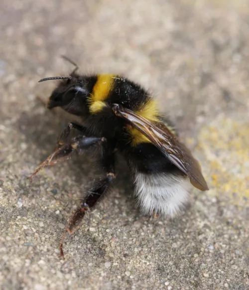 White-tailed Bumblebee - photo 6