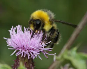 White-tailed Bumblebee - photo 7