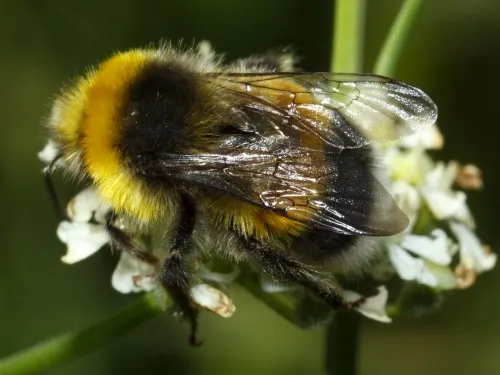 White-tailed Bumblebee - photo 8