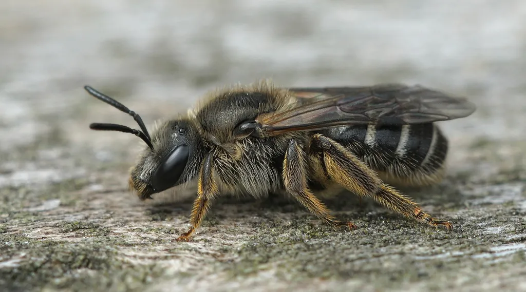 White-zoned Furrow Bee - photo 2