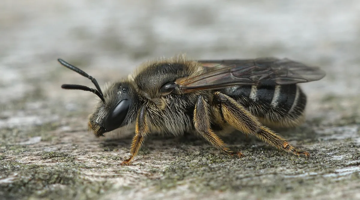 White-zoned Furrow Bee - photo 3
