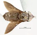 Whitneyomyia beatifica