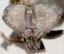 Whitneyomyia beatifica - photo 2