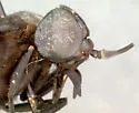 Whitneyomyia beatifica - photo 3