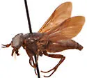 Whitneyomyia beatifica - photo 4