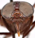 Whitneyomyia beatifica - photo 5