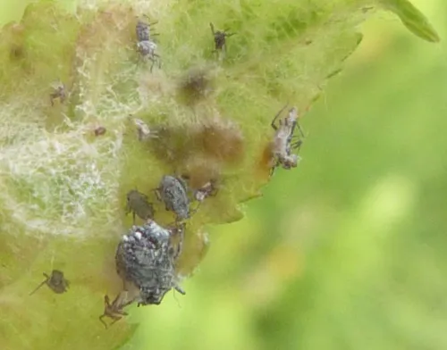 Wild Service Aphid - photo 2