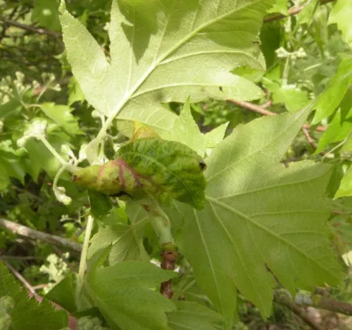 Wild Service Aphid - photo 3