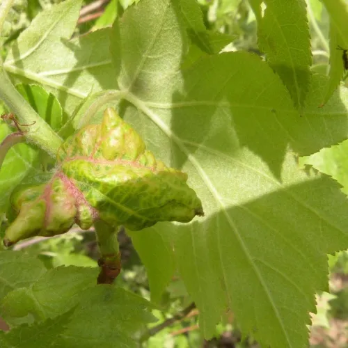 Wild Service Aphid - photo 4
