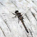 Ringed Boghaunter - photo 3