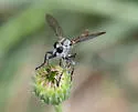 Willistonina bilineata
