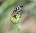 Willistonina bilineata - photo 2