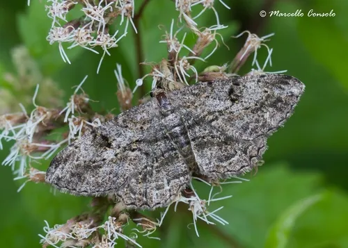 Willow Beauty - photo 5