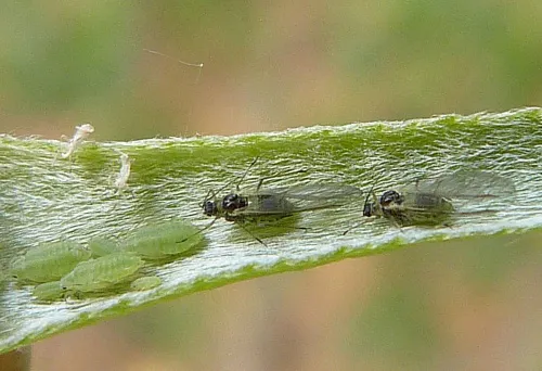 Willow-carrot Aphid