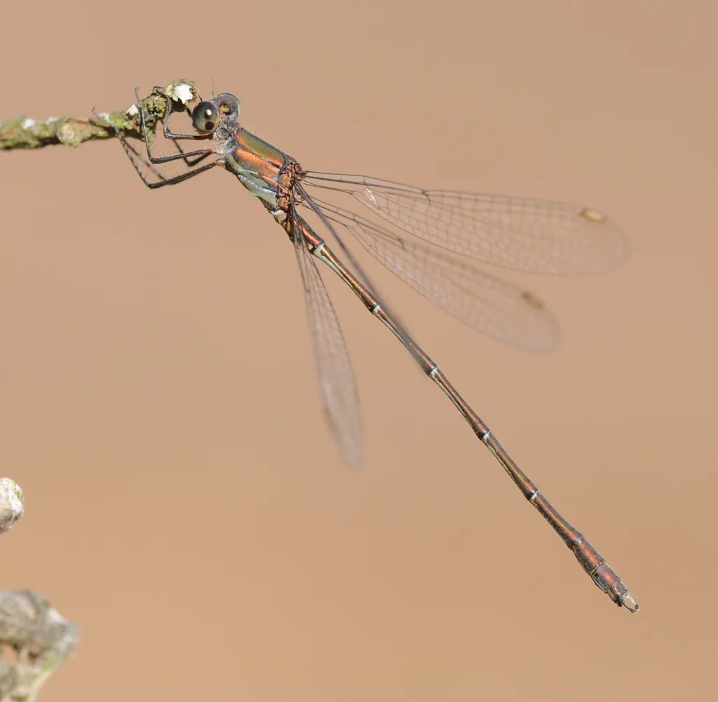 Willow Emerald Damselfly - photo 2