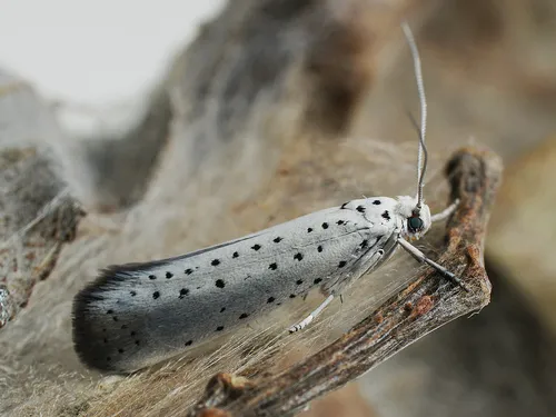Willow Ermine - Yponomeuta rorrella