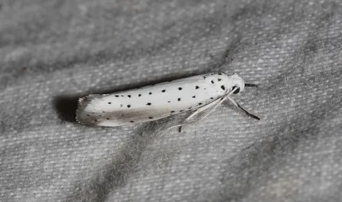 Willow Ermine - photo 4