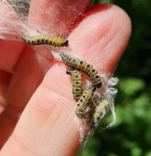 Willow Ermine - photo 6