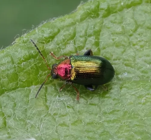 Willow Flea Beetle - Crepidodera aurata