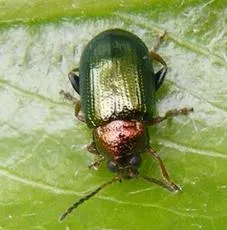 Willow Flea Beetle - photo 2