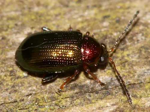 Willow Flea Beetle - photo 3