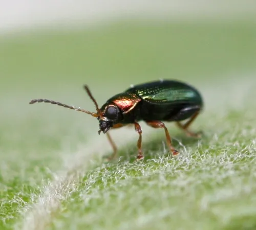 Willow Flea Beetle - photo 4
