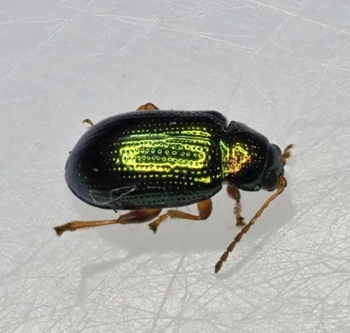 Willow Flea Beetle - photo 5