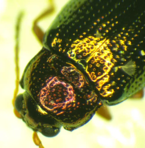 Willow Flea Beetle - photo 6