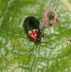 Willow Flea Beetle - photo 7
